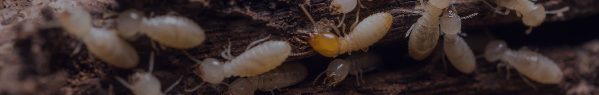 Termite Control In Murrieta, CA | Bull's Eye Pest Control