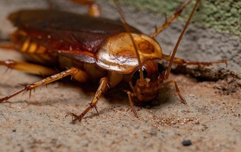 cockroach in a basement