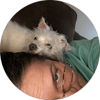 Customer review photo for Bull’s Eye Pest Control